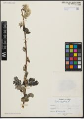 Foto von Salix aegyptiaca L.